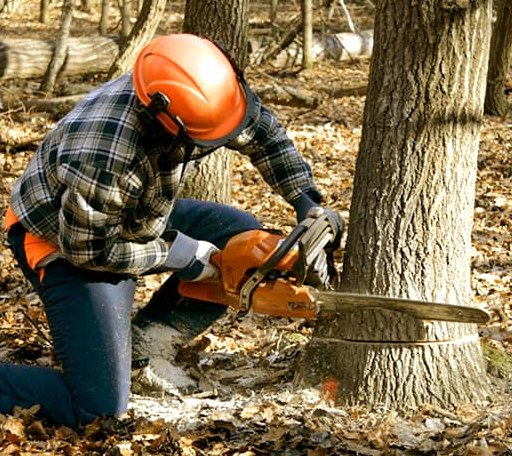 Tree Removal in Upper Lake, CA